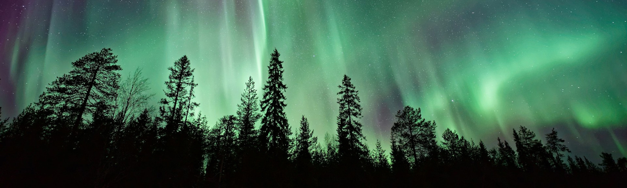 Aurora over trees